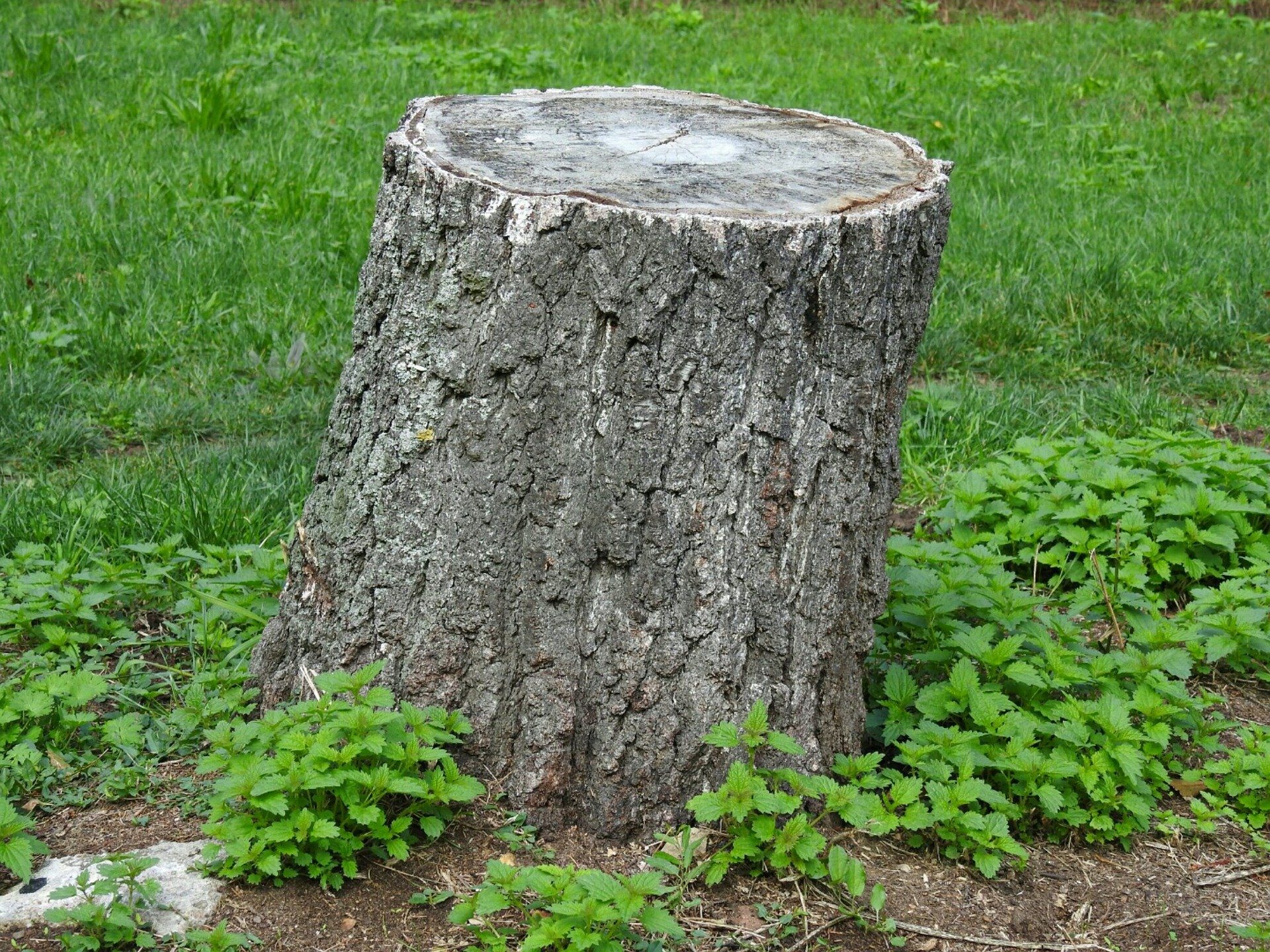 Stump Removal Sherwood Jacksonville North Little Rock stump removal grinding grinder