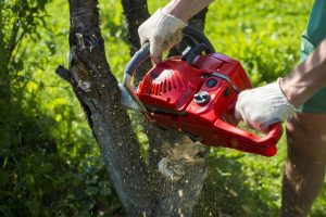 Tree Removal cutting trees Sherwood North Little Rock sherwood arkansas tree removal best tree service professional company north little rock little rock lr nlr trees services jacksvonille ar