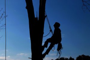 sherwood jacksvonille north little rock conway ar arkansas best tree trimming trees trimmed Tree branch trimming chopping pruning trees tree service