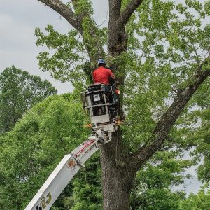 Hazardous Tree Removal Jacksonville AR