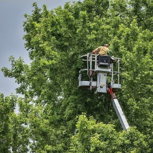 Tree Service Central Arkansas