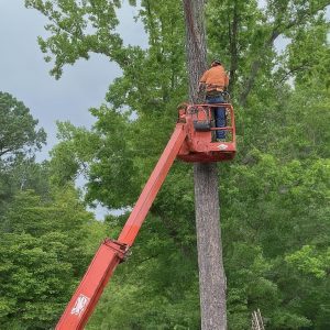 Tree Service in Sherwood