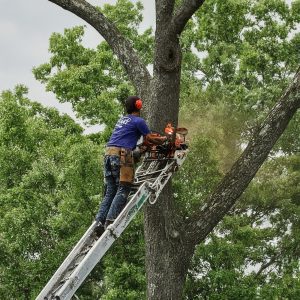 Tree Services Jacksonville AR